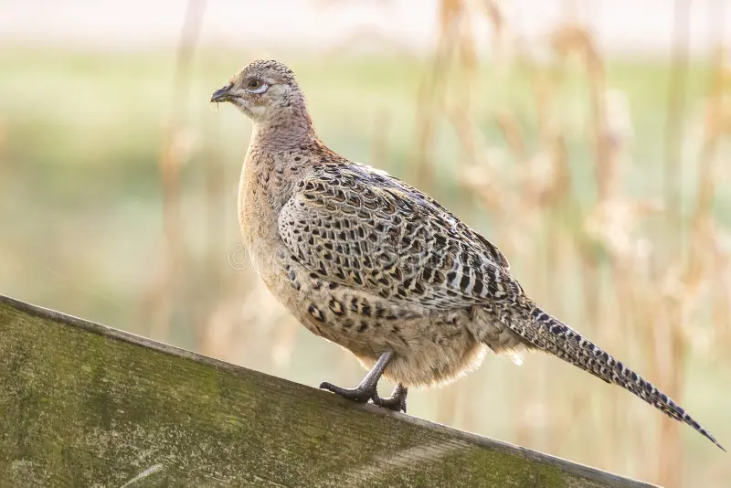 Filet de Colvert + cuisse (prix/Kg)